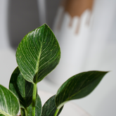Philodendron Birkin
